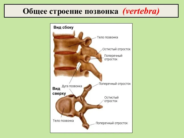 Общее строение позвонка (vertebra)