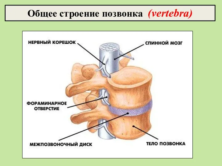 Общее строение позвонка (vertebra)