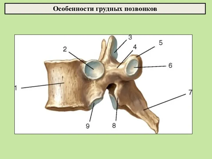 Особенности грудных позвонков