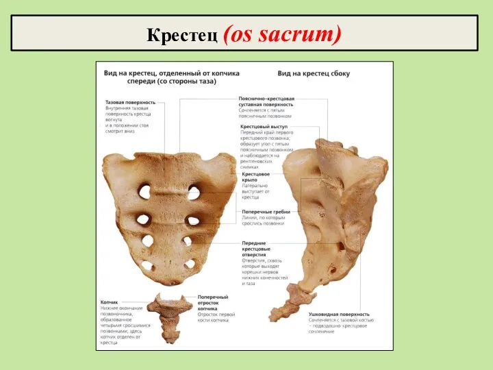 Крестец (os sacrum)