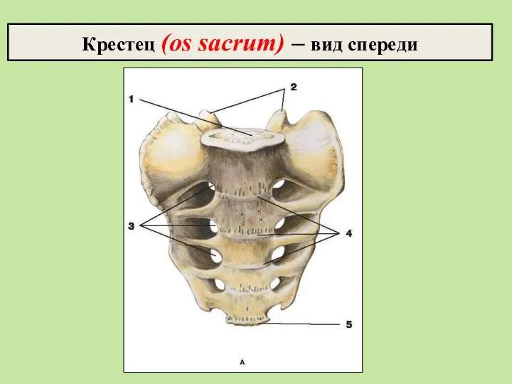 Крестец (os sacrum) – вид спереди