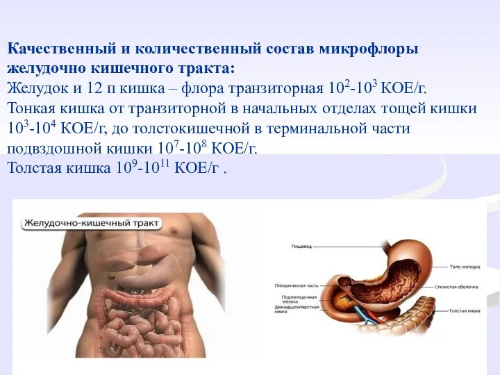 Качественный и количественный состав микрофлоры желудочно кишечного тракта: Желудок и 12 п кишка