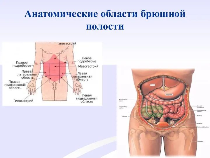 Анатомические области брюшной полости