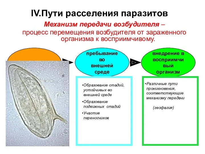 IV.Пути расселения паразитов Механизм передачи возбудителя – процесс перемещения возбудителя