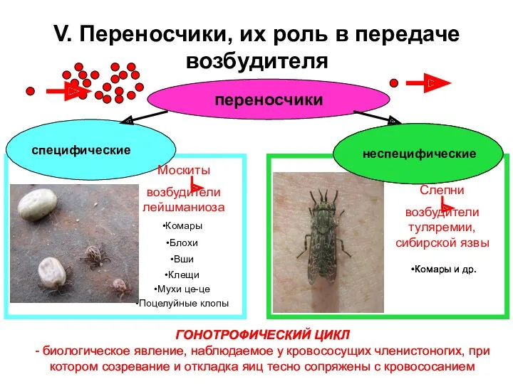 V. Переносчики, их роль в передаче возбудителя переносчики специфические неспецифические