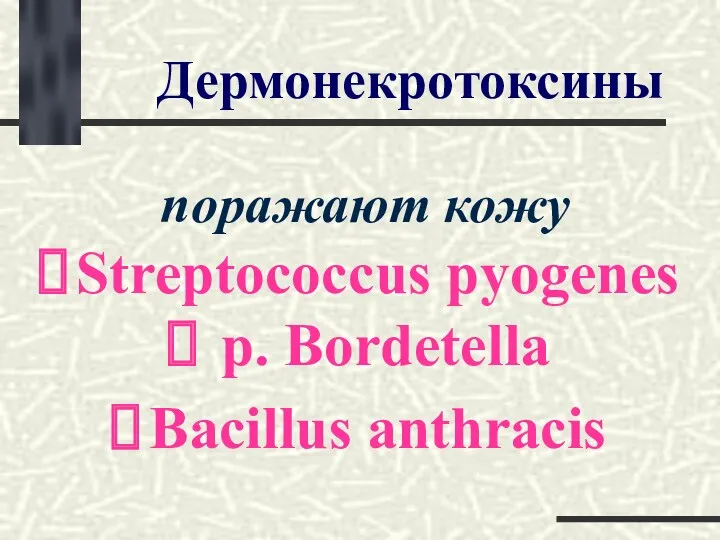 Дермонекротоксины поражают кожу Streptococcus pyogenes p. Bordetella Bacillus anthracis