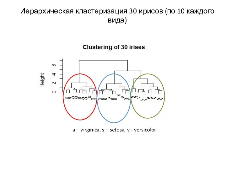 Иерархическая кластеризация 30 ирисов (по 10 каждого вида) a –