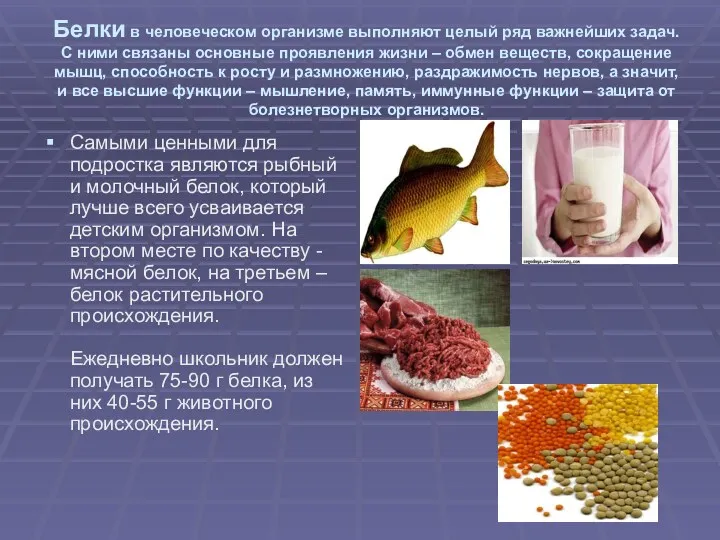 Белки в человеческом организме выполняют целый ряд важнейших задач. С