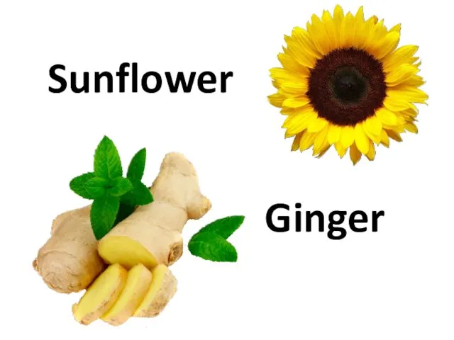 Sunflower Ginger