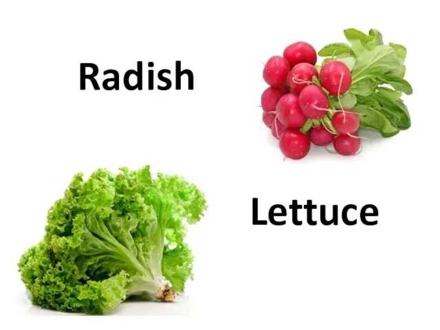 Radish Lettuce