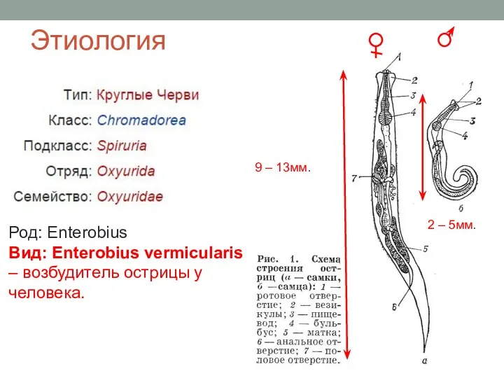 Этиология Род: Enterobius Вид: Enterobius vermicularis – возбудитель острицы у