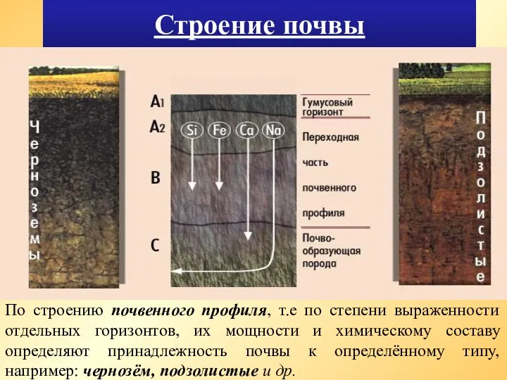 Строение почвы По строению почвенного профиля, т.е по степени выраженности отдельных горизонтов, их