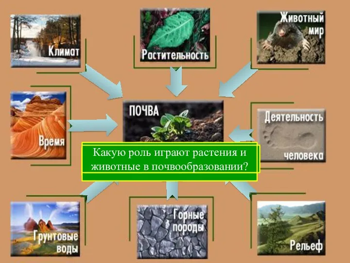 С чего начинается образование почвы? Какие горные породы наиболее распространены на территории России?