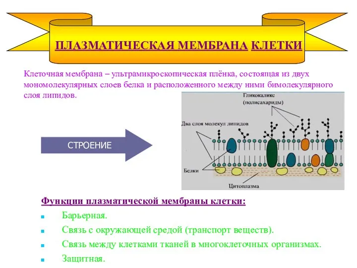 Клеточная мембрана – ультрамикроскопическая плёнка, состоящая из двух мономолекулярных слоев