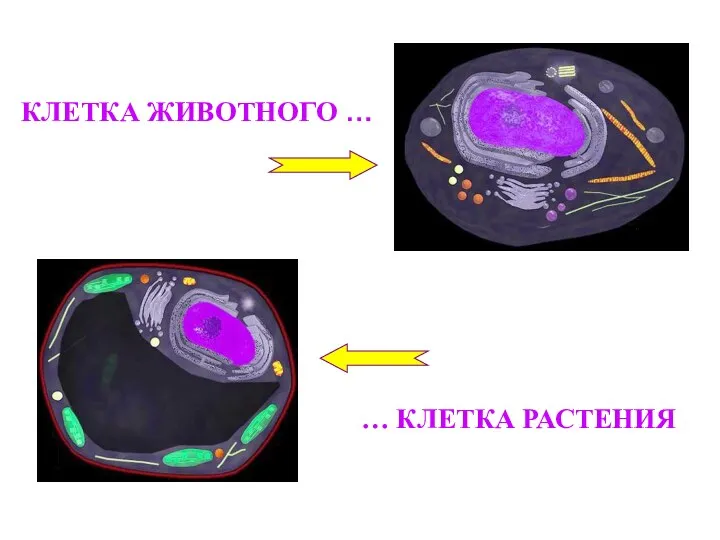 КЛЕТКА ЖИВОТНОГО … … КЛЕТКА РАСТЕНИЯ