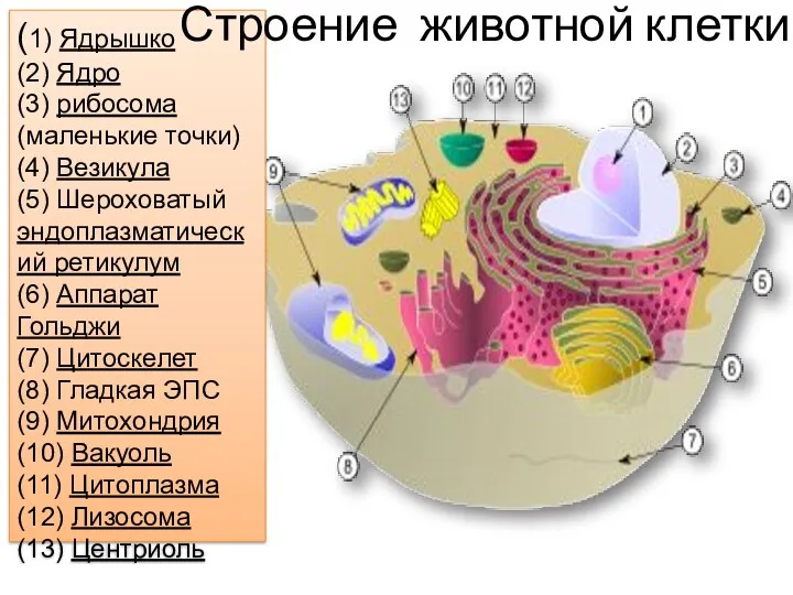 (1) Ядрышко (2) Ядро (3) рибосома (маленькие точки) (4) Везикула