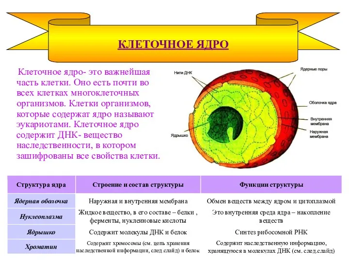 Клеточное ядро- это важнейшая часть клетки. Оно есть почти во