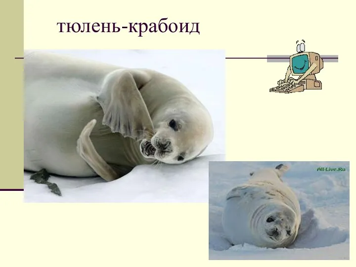 тюлень-крабоид