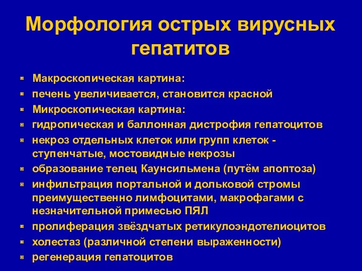 Морфология острых вирусных гепатитов Макроскопическая картина: печень увеличивается, становится красной