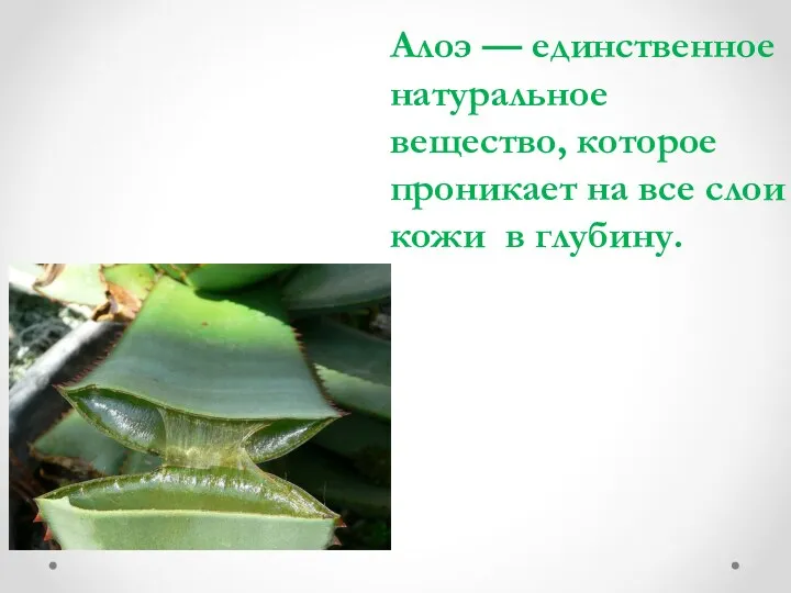 Алоэ — единственное натуральное вещество, которое проникает на все слои кожи в глубину.