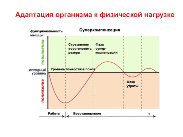 Адаптация организма к физической нагрузке