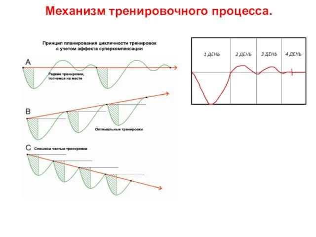 Механизм тренировочного процесса.