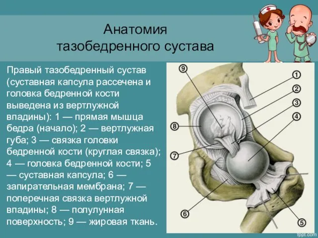 Анатомия тазобедренного сустава Правый тазобедренный сустав (суставная капсула рассечена и головка бедренной кости