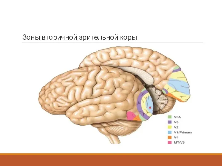 Зоны вторичной зрительной коры