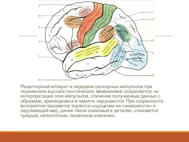 Рецепторный аппарат и передача сенсорных импульсов при поражениях высших гностических