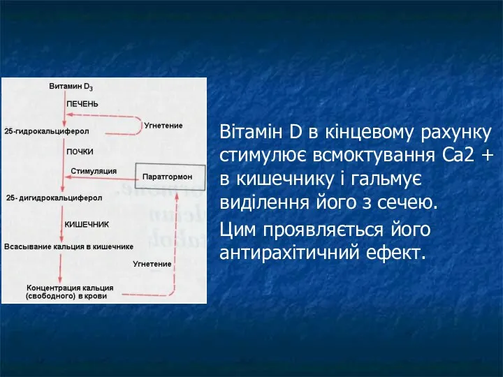 Вітамін D в кінцевому рахунку стимулює всмоктування Са2 + в