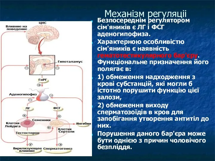 Механізм регуляціі Безпосереднім регулятором сім'яників є ЛГ і ФСГ аденогипофиза.