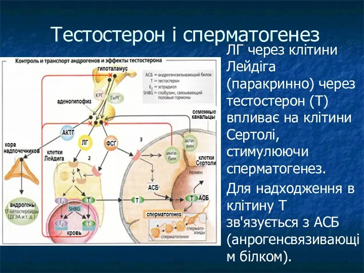 Тестостерон і сперматогенез ЛГ через клітини Лейдіга (паракринно) через тестостерон
