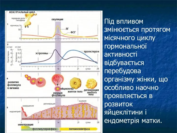 Під впливом змінюється протягом місячного циклу гормональної активності відбувається перебудова