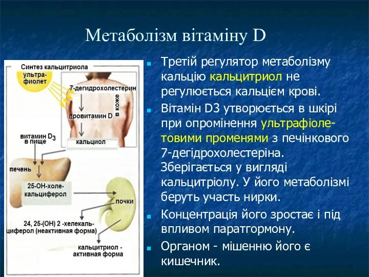 Метаболізм вітаміну D Третій регулятор метаболізму кальцію кальцитриол не регулюється