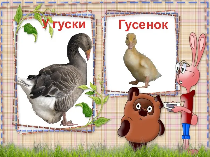 Гусенок У гуски