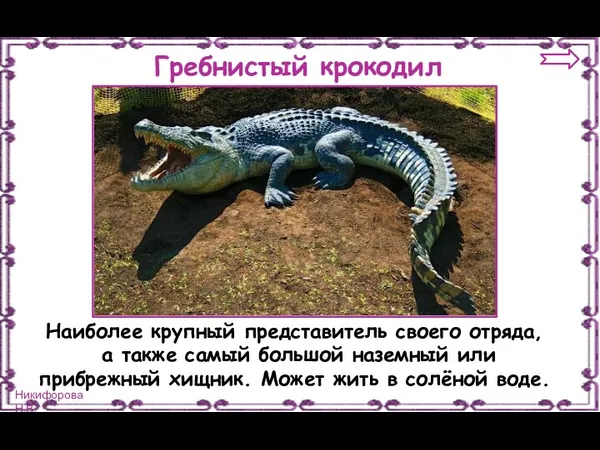 Гребнистый крокодил Наиболее крупный представитель своего отряда, а также самый