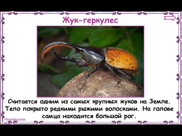 Жук-геркулес Считается одним из самых крупных жуков на Земле. Тело