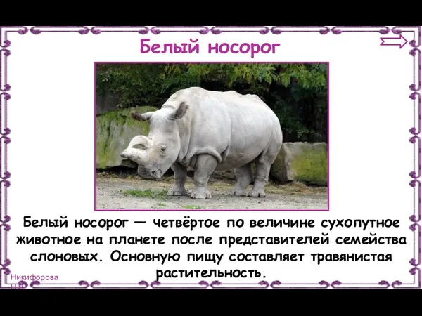 Белый носорог Белый носорог — четвёртое по величине сухопутное животное