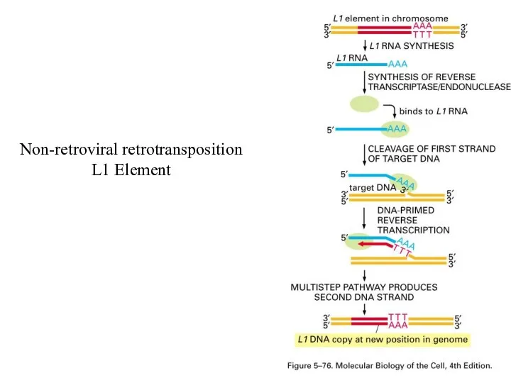 Non-retroviral retrotransposition L1 Element