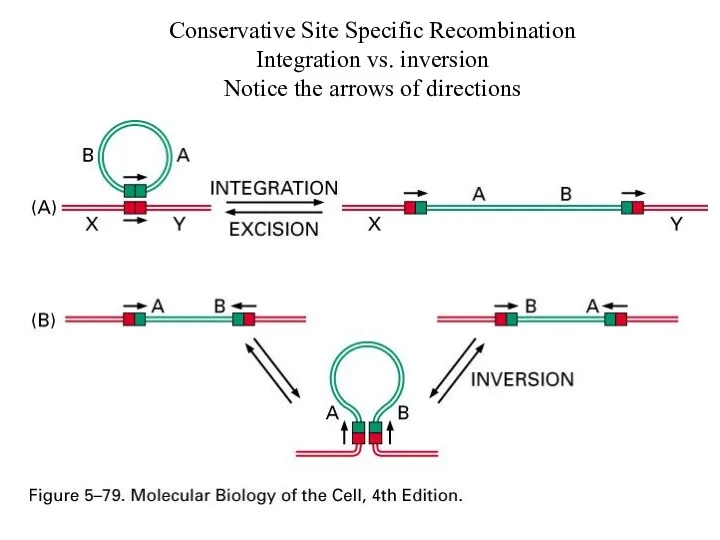 Conservative Site Specific Recombination Integration vs. inversion Notice the arrows of directions