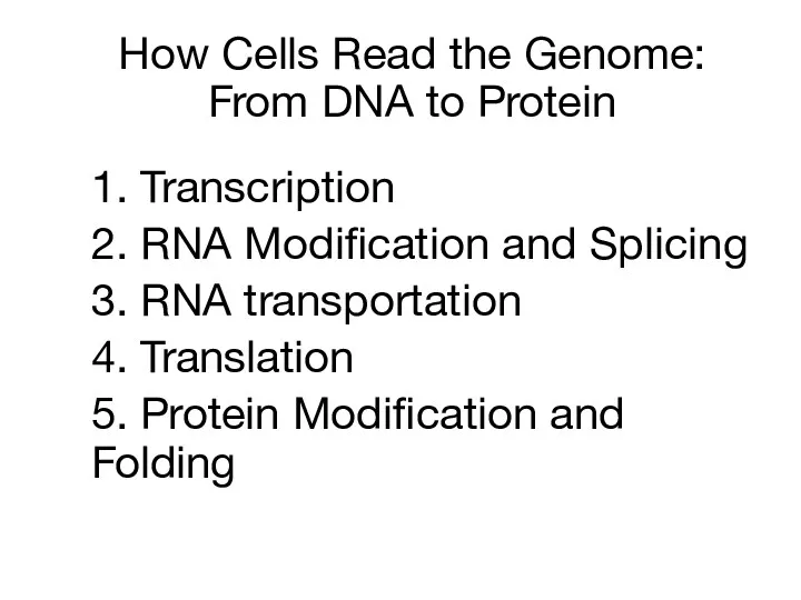 How Cells Read the Genome: From DNA to Protein 1.