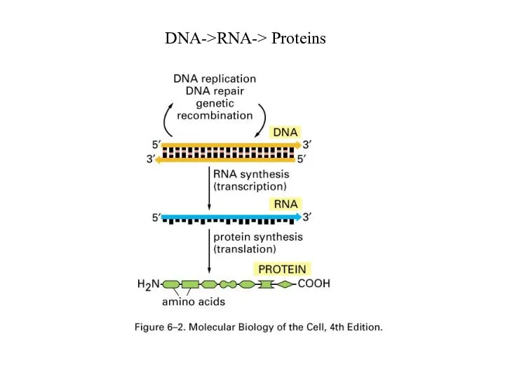 DNA->RNA-> Proteins