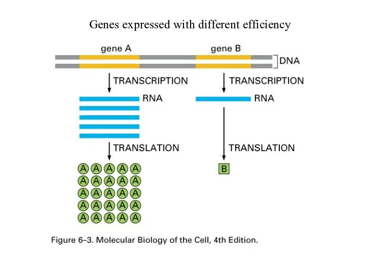 Genes expressed with different efficiency