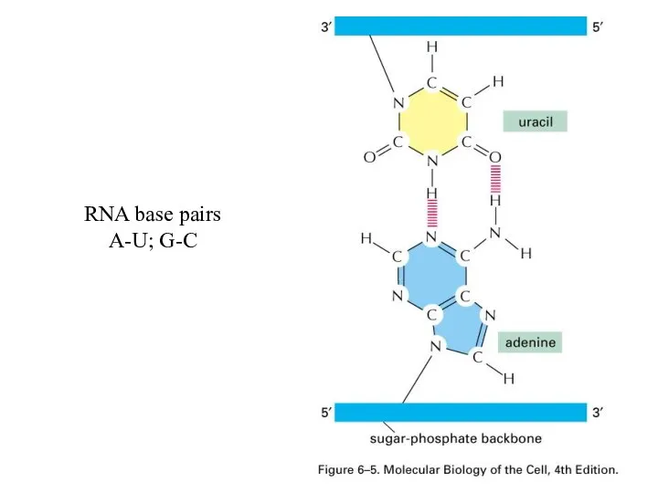 RNA base pairs A-U; G-C