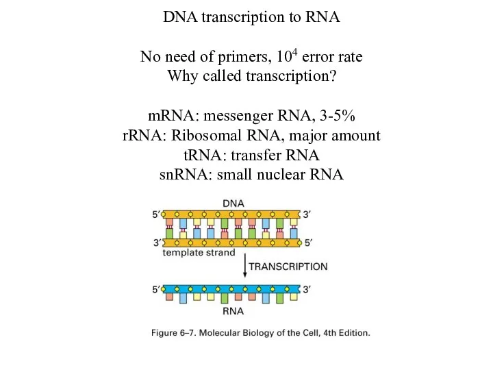 DNA transcription to RNA No need of primers, 104 error