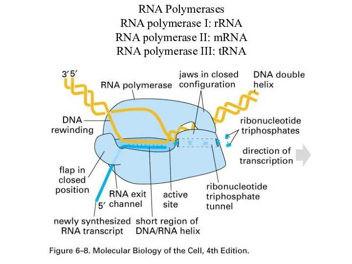 RNA Polymerases RNA polymerase I: rRNA RNA polymerase II: mRNA RNA polymerase III: tRNA