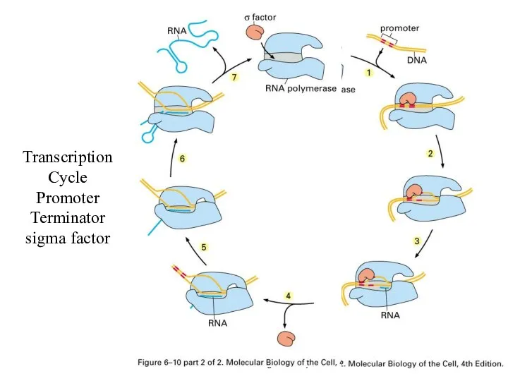 Transcription Cycle Promoter Terminator sigma factor