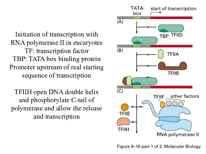 Initiation of transcription with RNA polymerase II in eucaryotes TF: