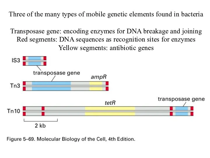 Three of the many types of mobile genetic elements found