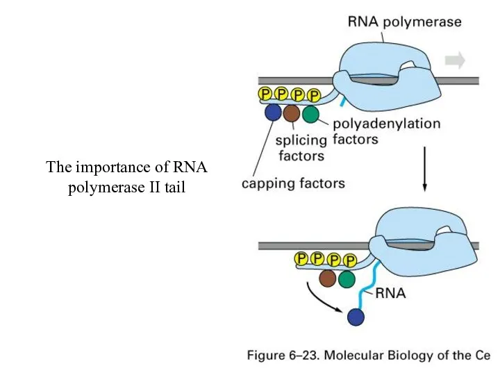 The importance of RNA polymerase II tail